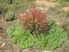 Rheum tataricum