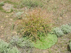 Rheum tataricum