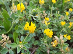 Medicago minima