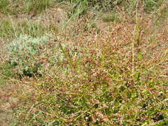 Rheum tataricum