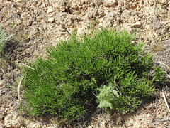 Anabasis salsa