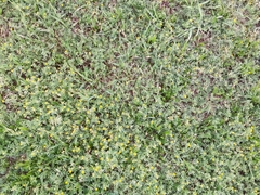 Medicago minima
