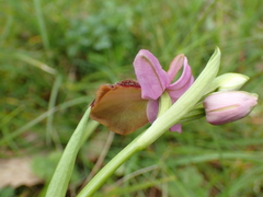 Ophrys sphegodes aveyronensis