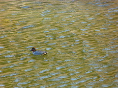 Anas crecca carolinensis