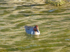 Anas crecca carolinensis