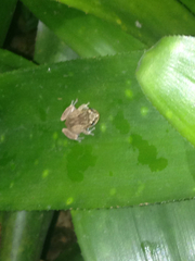 Eleutherodactylus cochranae