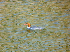 Mergus merganser
