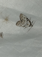 Meganola strigula