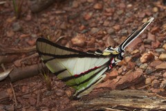 Protesilaus telesilaus