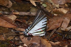 Neographium agesilaus