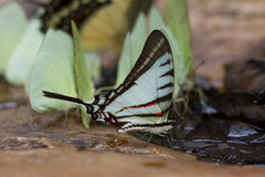 Neographium agesilaus
