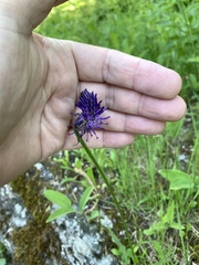 Phyteuma betonicifolium