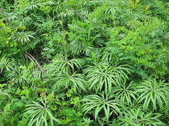 Syneilesis aconitifolia