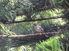 Turdus plumbeus