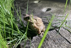 Duttaphrynus melanostictus