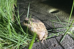 Duttaphrynus melanostictus