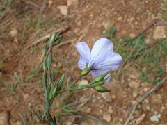 Linum narbonense