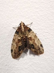 Sigmuncus arcuata