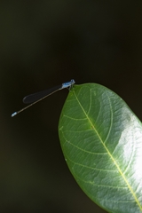 Archibasis oscillans