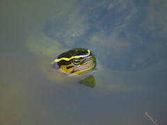 Cuora amboinensis kamaroma