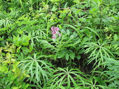 Syneilesis aconitifolia