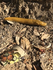 Ariolimax dolichophallus