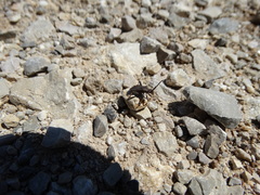 Bothrostethus annulipes