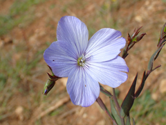 Linum narbonense
