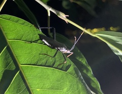 Coreinae