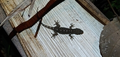 Gekko hokouensis