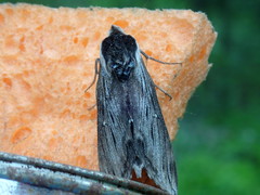 Sphinx poecila