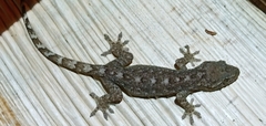 Gekko hokouensis