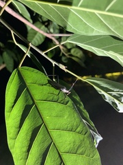 Coreinae
