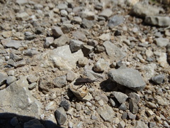 Bothrostethus annulipes