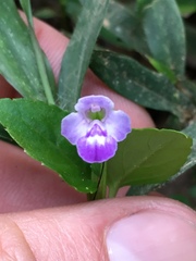 Linderniaceae