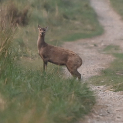 Axis porcinus