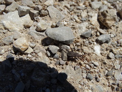 Bothrostethus annulipes