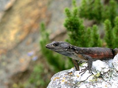 Pseudocordylus microlepidotus microlepidotus