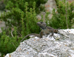 Pseudocordylus microlepidotus microlepidotus
