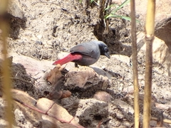 Lagonosticta larvata nigricollis