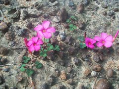 Oxalis eckloniana-nidulans