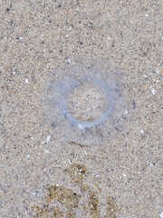 Aequorea victoria