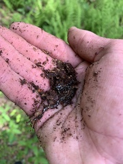 Plethodon glutinosus