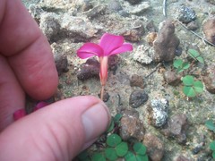 Oxalis eckloniana-nidulans