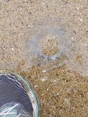 Aequorea victoria