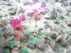 Oxalis eckloniana-nidulans