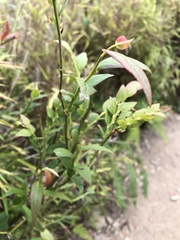 Vaccinium japonicum lasiostemon