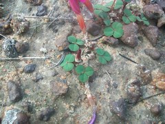 Oxalis eckloniana-nidulans