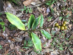 Dracaena reflexa image