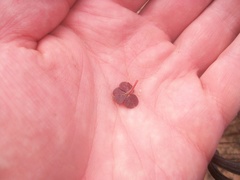 Oxalis eckloniana-nidulans